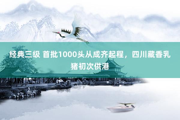 经典三级 首批1000头从成齐起程，四川藏香乳猪初次供港